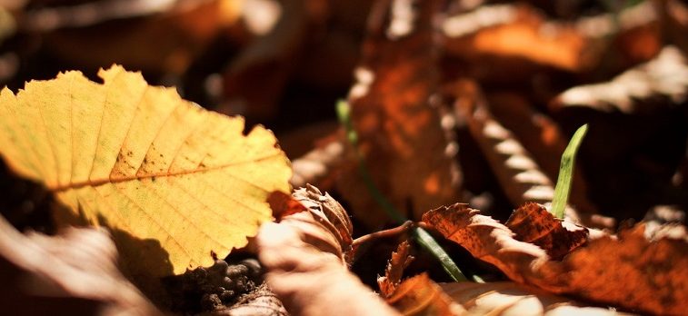 Autumn Statement 2015