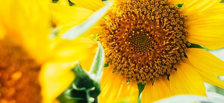 Financial Focus – Summer 2015 – Pensions freedom: what’s in store?